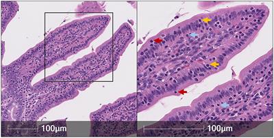 Intraepithelial lymphocytes in the pig intestine: T cell and innate lymphoid cell contributions to intestinal barrier immunity